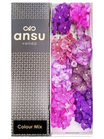 VANDA T GEMENGD