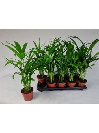 DYPSIS LUTESCENS