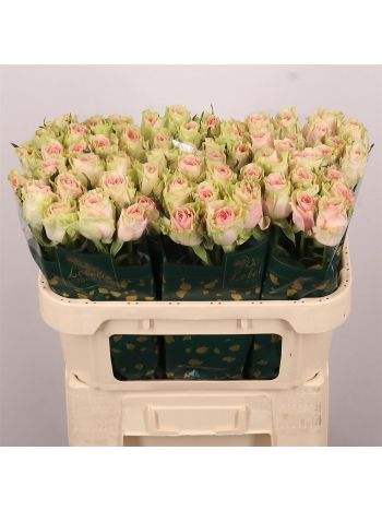 R GR FRUTTETO 70CM