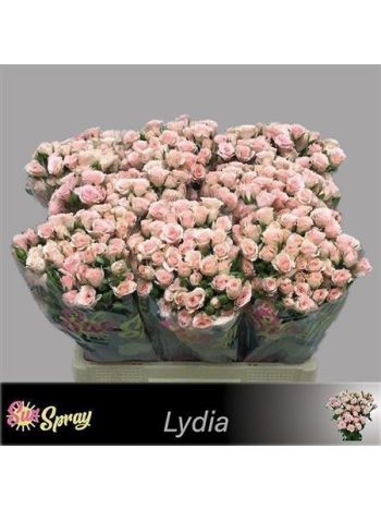 R TR LYDIA 60CM