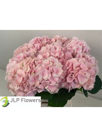 HYDR M VERENA 60CM