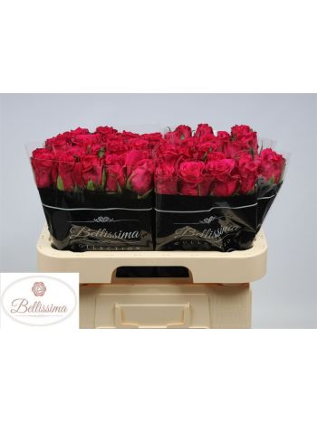 R GR EVER PINK 60CM
