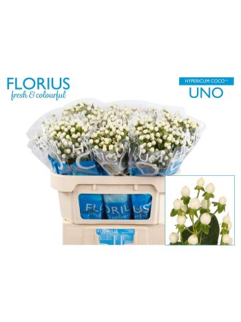HYP COCO UNO 70CM