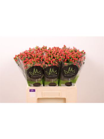 HYP TOMATO FLAIR 60CM