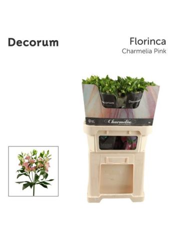 ALST FL CHARMELIA