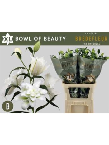 LI OR DU BO OF BEAUT