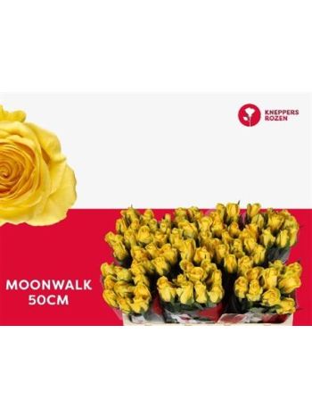 R GR5  S. MOONWALK