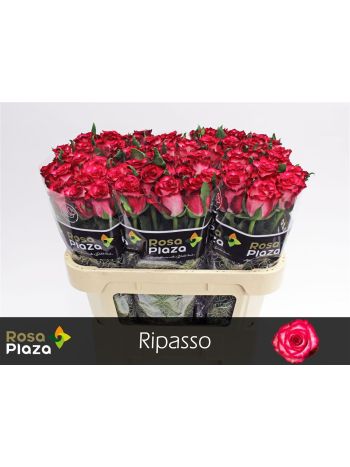 R GR RIPASSO 70CM