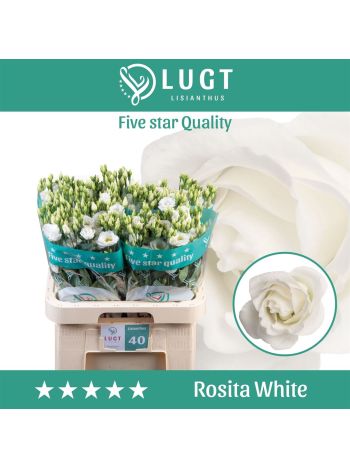 EUS G ROSI WHITE