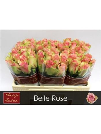 R GR5 BELLE ROSE