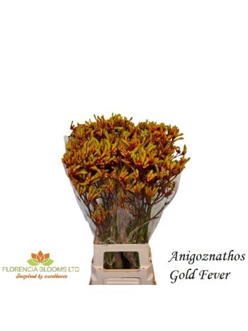 ANIGOZ GOLD FEVER