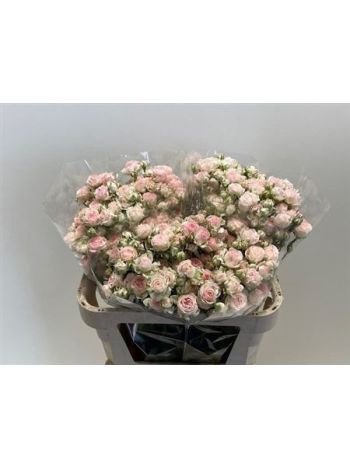 R TR KATE-LYNN 70CM