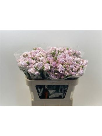 R TR KATINKA 70CM