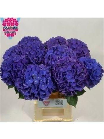 HYDR M FA ANNE 60CM
