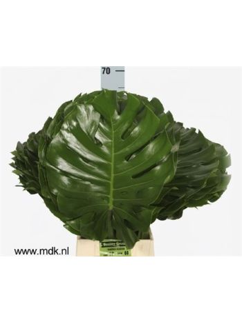 MONSTERA BLAD 70CM