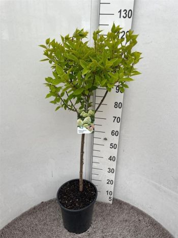HYDR PANICULATA TÖRZSES