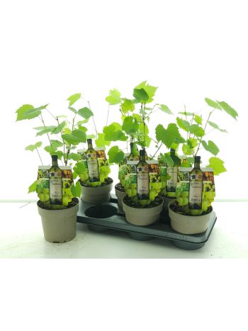 VITIS MUSCAAT VAN AL