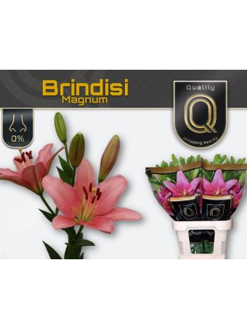 LI LA BRINDISI