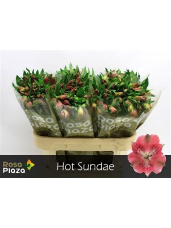 ALSTR HOT SUNDAE