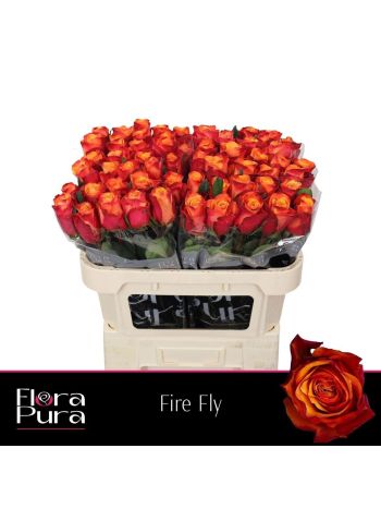 R GR FIRE FLY 70CM