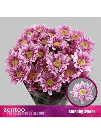 CHR T SERENITY SWEET