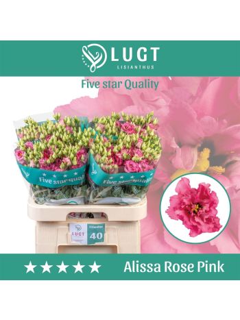 EUS G ALISSA ROSE PI