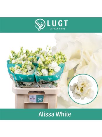 EUS G ALISSA WHITE