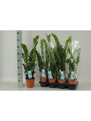 ZAMIOCULCAS ZAMIIFOL