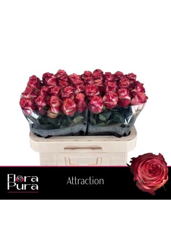R GR ATTRACTION 60CM