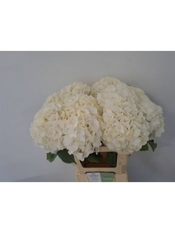 HYDR M WHITE VERENA 60CM