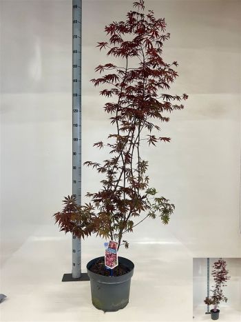 ACER PA TROMPENBURG MAGAS