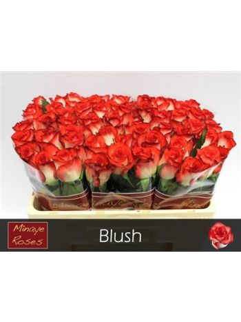 R GR5 BLUSH