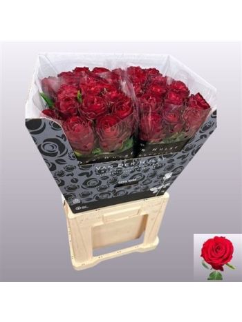 R GR ANOR! 60CM