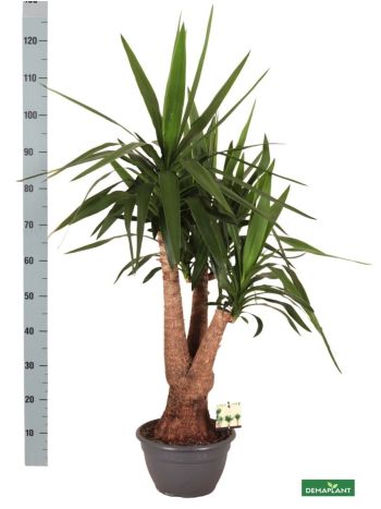 YUCCA ELÁGAZÓ