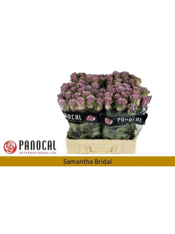 R GR SAMANTHA BRIDAL 60CM