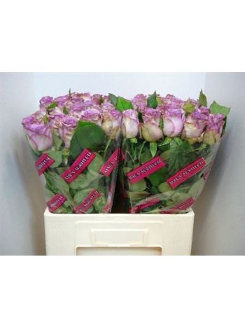R GR DOLCETTO! 60CM