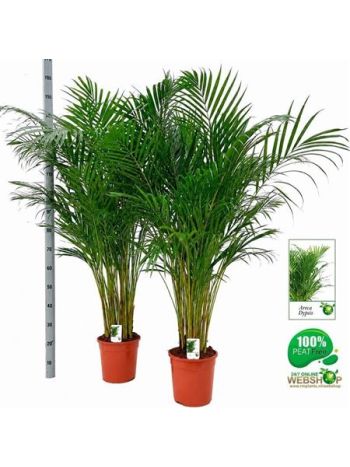 DYPSIS LUTESCENS
