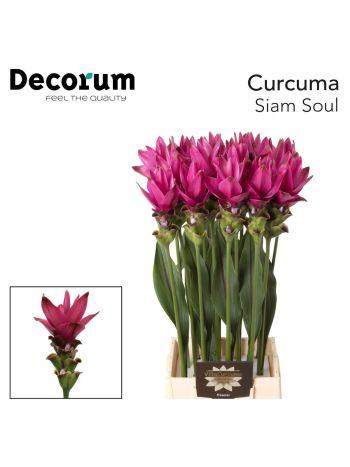 CURC AL SIAM SOUL