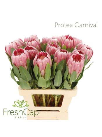 PROTEA CARNIVAL