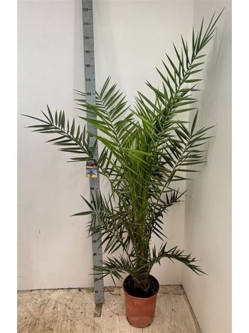 PHOENIX CANARIENSIS