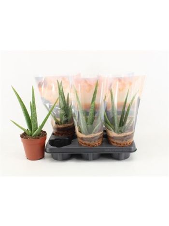 ALOE VERA