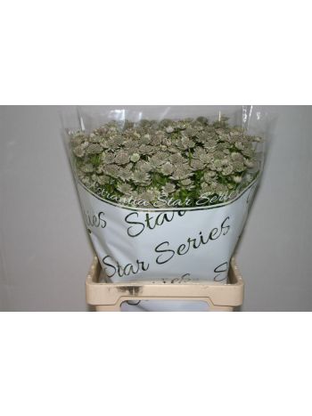 ASTR BILLION STARS 70CM