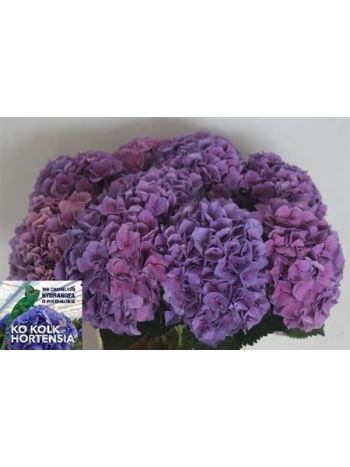 HYDR M CASSANOVA 60CM