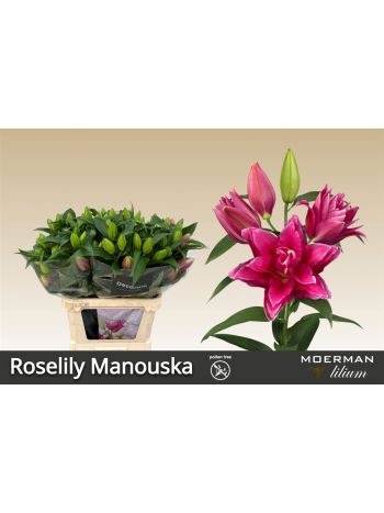 LI OR DU RL MANOUSKA