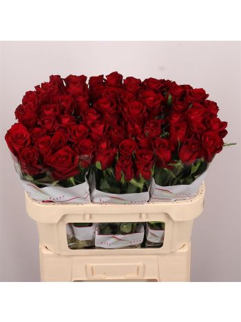 R GR EVER RED 70CM
