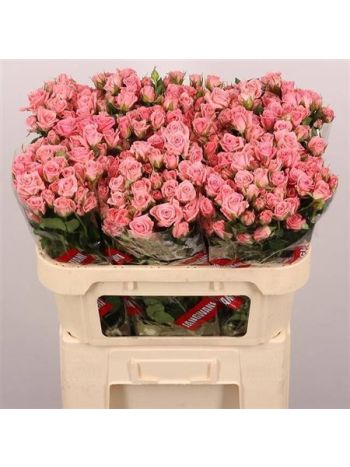 R TR ODILIA 70CM
