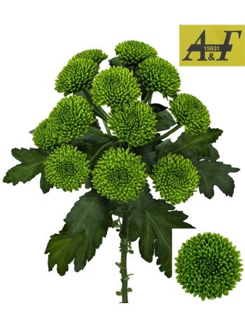 CHR T CHIKORITA - ÚJ FAJTA!!