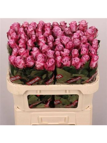 R GR MARITIM 70CM