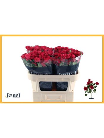 R TR ROSEBERRY 70CM