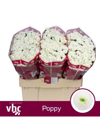 CHR SAN POPPY